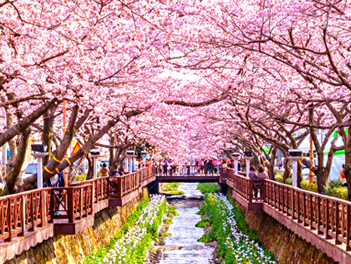 【德意威風釜山鎮海麗水櫻情】鎮海櫻花祭、星光櫻花節、世界之最美櫻花饗宴、鎮海軍港節、LUGE渠道滑車+纜車、海岸膠囊列車五天《不走人蔘、保肝》(1晚麗水+2晚釜山五花飯店)【德威航空、桃園出發】