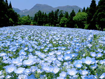 【元氣日本】福岡粉蝶花 & 鬱金香嘉年華~絕美花海公園、A5和牛燒烤、三大蟹吃到飽溫泉五日(萌熊電車、久住花公園、湯布院、鬼山地獄、門司港、太宰府天滿宮)【星宇航空、熊本進出】