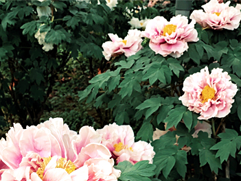 【探索中國自由行】洛陽牡丹花季、河南鄭州、雲台山、萬仙山、少林寺無購物八日(無購物、無自費)【國泰航空、桃園出發】