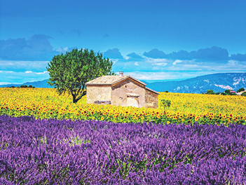 【悠閒時光】南法薰光花影・山城蔚海１２日～薰衣草紫色花海、蔚藍海岸、摩納哥、酒莊巡禮、坎城、凡賽爾宮、塞納河遊船午宴（尼斯進巴黎出）