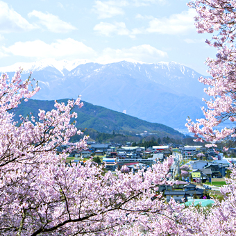 長野縣 / 高遠城址公園