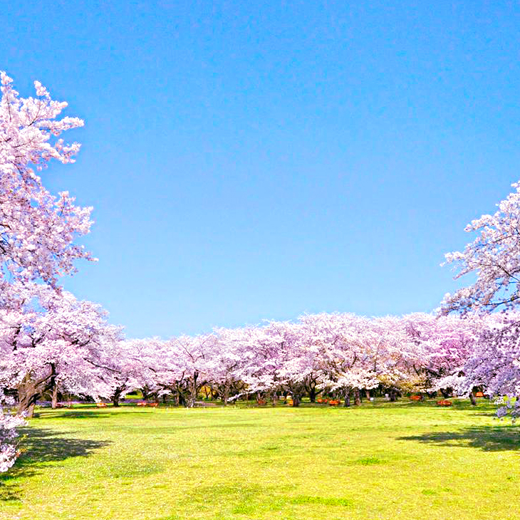 東京都 / 國營昭和紀念公園