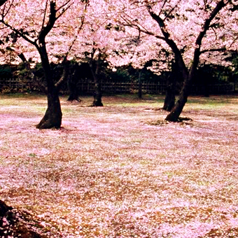 香川縣 / 栗林公園