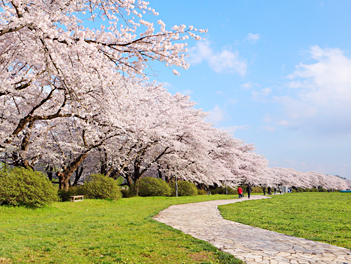 【東北歐嗨喲】東北奧入瀨溪、櫻花百選名所、秋田內陸鐵道、猊鼻溪遊船溫泉美食五日【星宇航空、仙台進出】