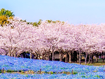 【精緻日本旅遊】福岡粉色櫻調~賞櫻百選岡城跡、櫻花廊、採草莓、三大蟹溫泉五日(午去晚回)【星宇航空.桃園/福岡】