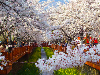 【五星釜山住樂天鎮海賞櫻情】鎮海軍港節、蔚山無去川櫻花步道、E WORLD櫻花節、東大新洞櫻花隧道、天空膠囊列車、加耶主題公園五天(國際五星蔚山樂天酒店1晚)《不走人蔘、保肝店》【真航空、桃園出發】