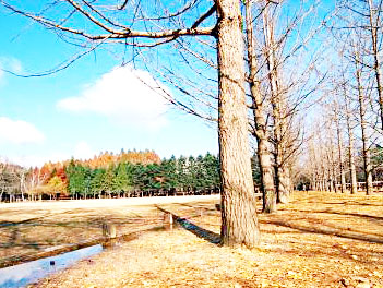 【可依玩楓情定韓國宮殿雙城記】加平海棠鳥園、俗離山賞楓、南怡島、鐵道自行車、獨家體驗慶北傳統飲食體驗館、DIY手作水果蛋糕六天(入住森林宮殿渡假村1晚)《不走人蔘店+土產店》【可依航空、桃園出發】
