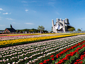 【精緻日本旅遊】北海道芝櫻鬱金香、阿寒湖遊船三大蟹、和牛水酒無限暢飲五日（摩周湖、東藻琴芝櫻公園、丹頂鶴自然公園、上湧別鬱金香公園）【星宇航空、千歲進出】